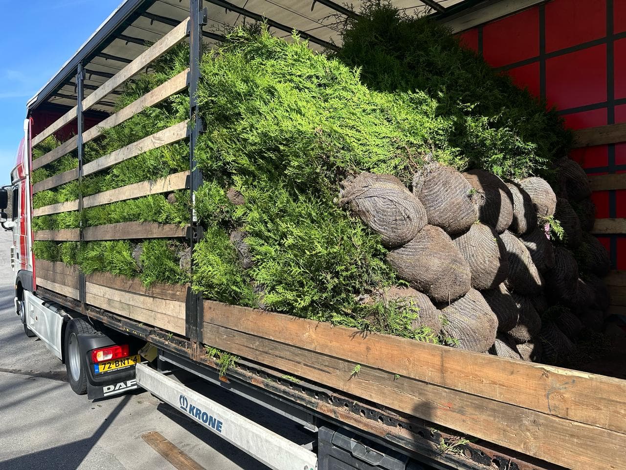 Plantering